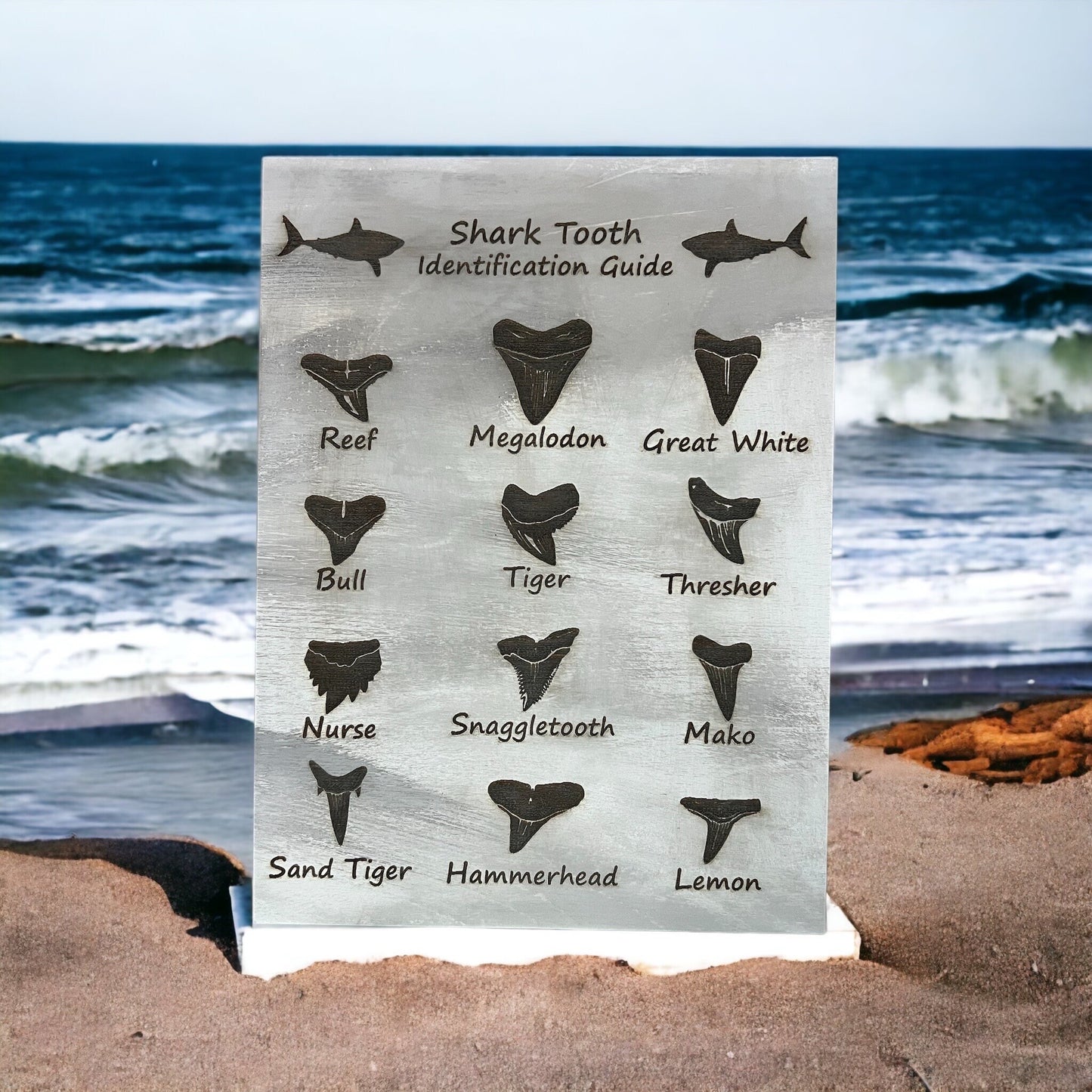 Shark Tooth Identification guide (medium)
